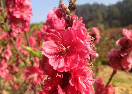 桃花桃园图片