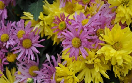 粉紫黄色菊花图片