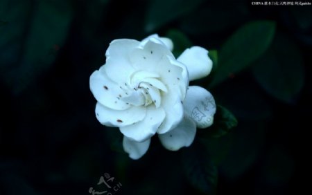 光影艺术拍摄白花图片
