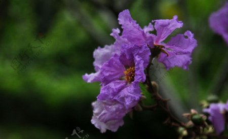 大叶紫薇花图片