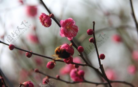 小蜜蜂的采蜜图片