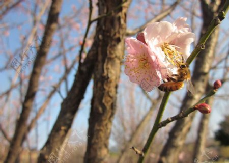 两朵粉红梅花和蜜蜂图片