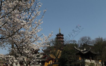 鸡鸣寺的春天图片