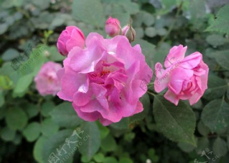 野蔷薇图片
