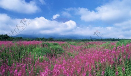 花花草草图片