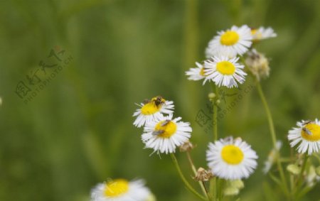 小蜜蜂小菊花图片