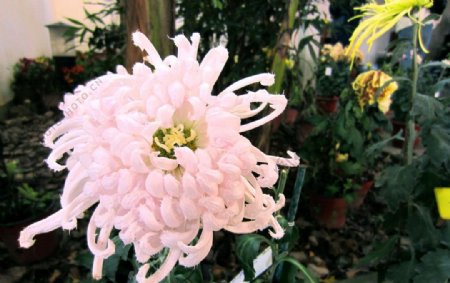 粉白色菊花图片