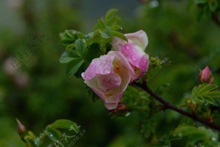 雨后的野生刺蔷薇图片