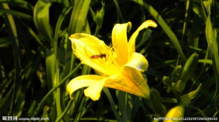 蜜蜂与黄色百合花图片