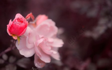 粉红玫瑰花蕾图片