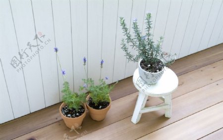 阳台盆栽植物图片