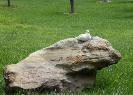 石头上的鸽子图片