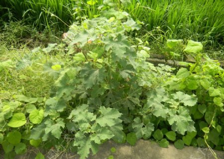 阳光下的绿色野植物图片