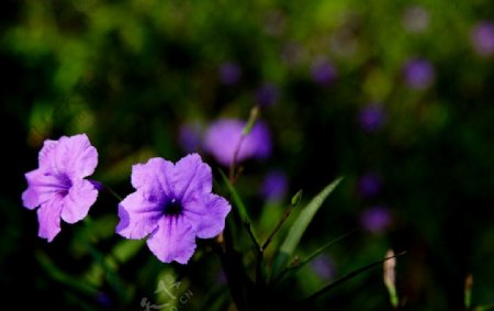 美丽的紫丁香花朵图片