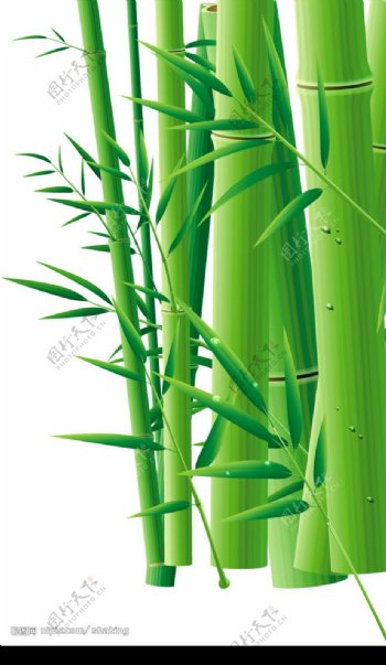 矢量竹子图片