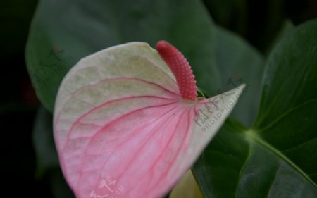 一瓣花图片