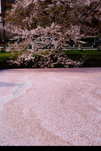 櫻花道图片