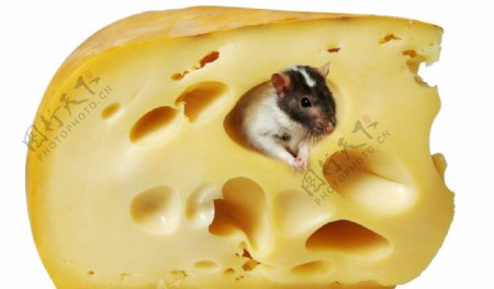 奶酪老鼠图片