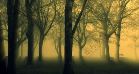 霧林图片