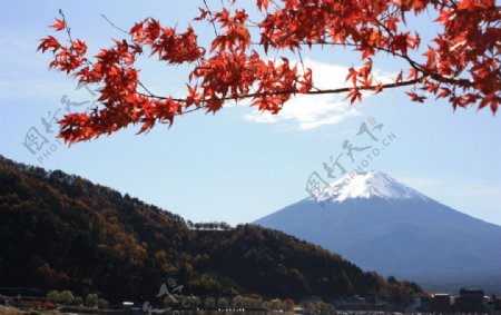 紅葉與富士山图片