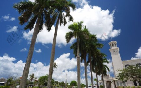 大聖堂的椰子樹图片