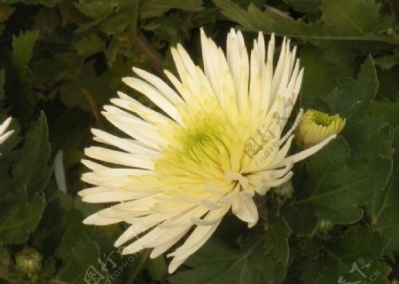 咸阳菊花节图片