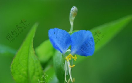 植物蓝色花朵图片