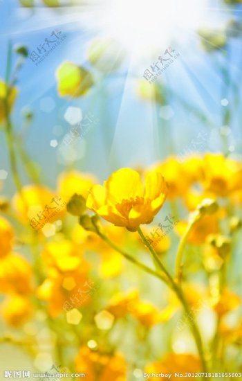 黄色唯美花朵图片