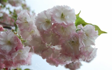 南溪山樱花图片