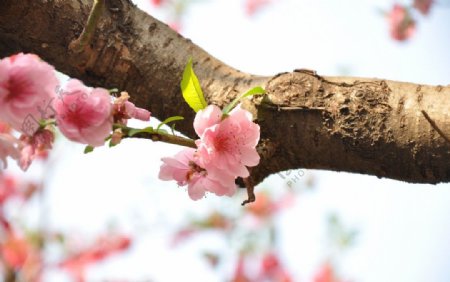 树干桃花图片