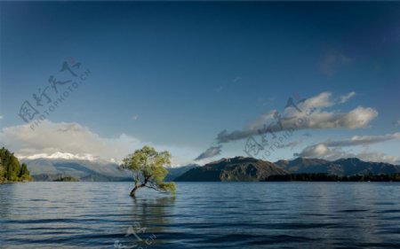 湖泊中的树风景图片