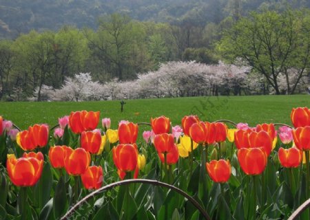 美丽的郁金香和樱花群图片