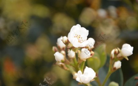 厚叶石斑木的花图片