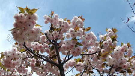 繁花锦簇的桃花图片