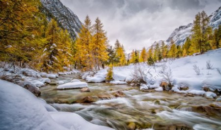 风景雪山树木图片