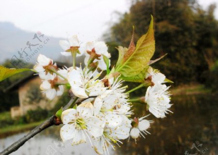 李子花花春天图片