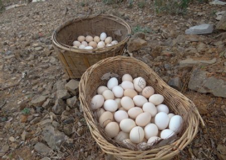 云南农家土鸡蛋图片