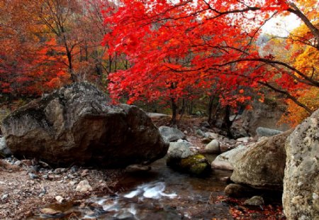 关门山枫叶图片