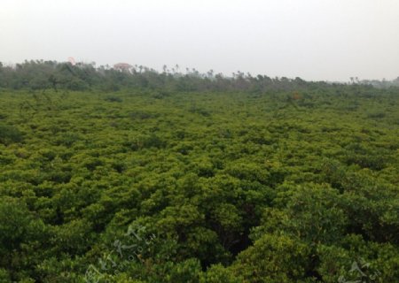 海口红树林景区图片