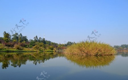 湖中草丛林图片