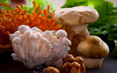 云南菌菇图片