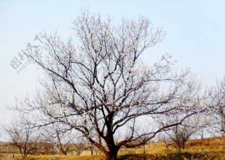 杏花树非高清图片