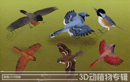 高清3D小鸟图片
