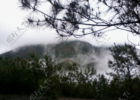 潮州凤凰山的雾松图片