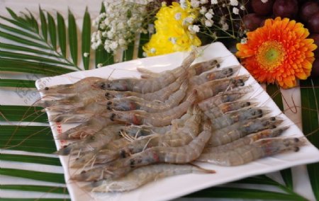 大虾青虾图片