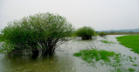 东方湿地图片