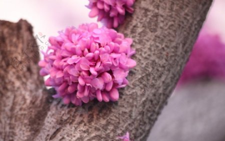 一簇紫荆花图片
