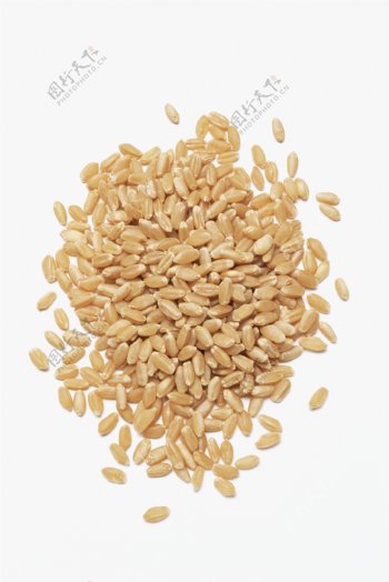 小麦颗粒图片