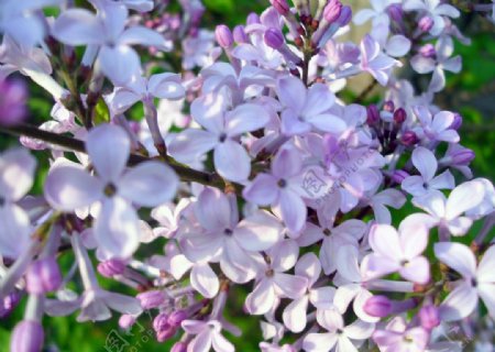 紫丁香花簇图片