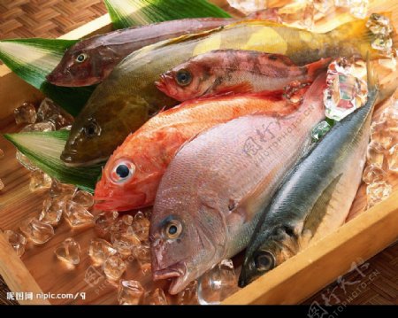 高清日式鱼生图片